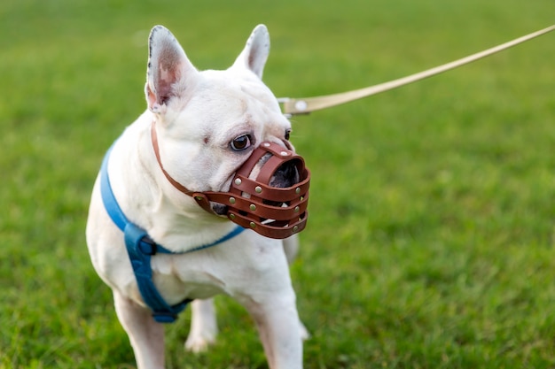 Adorable perro beige con bozal al aire libre