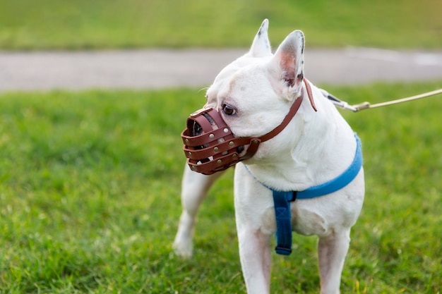 Adorable perro beige con bozal al aire libre