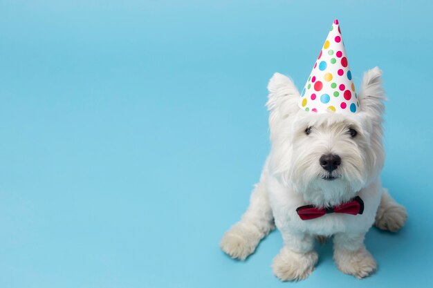 Adorable perro blanco aislado en azul