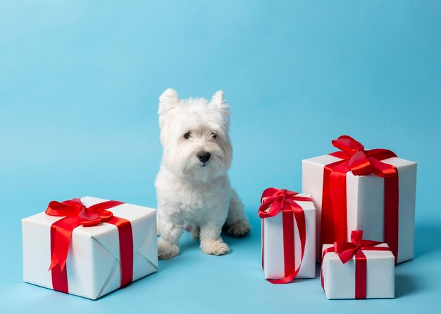 Adorable perro blanco con regalos