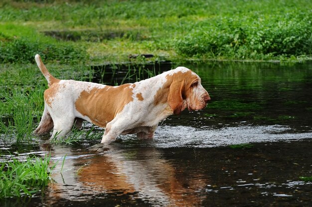 Adorable perro Bracco italiano marrón caminando en el lago