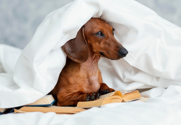 Adorable perro en la cama con libros