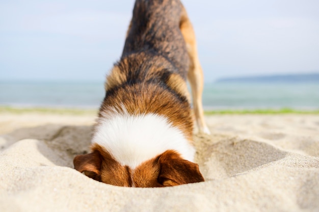 Adorable perro cavando en la arena