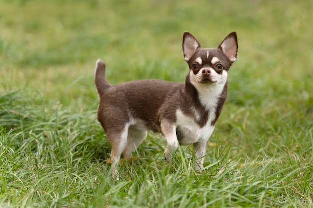 Adorable perro chihuahua afuera en la hierba