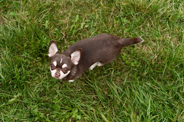 Adorable perro chihuahua afuera en la hierba