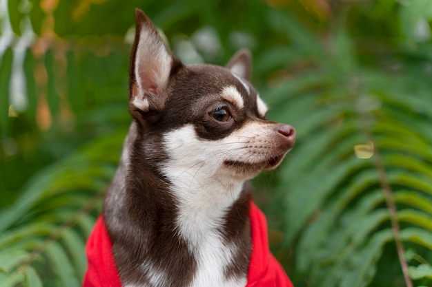 Adorable perro chihuahua afuera en un paseo