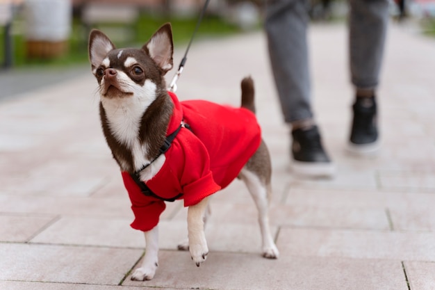 Adorable perro chihuahua afuera en un paseo