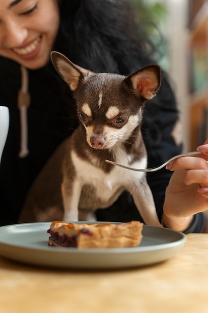 Adorable perro chihuahua con dueña