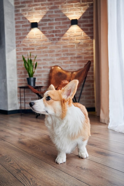 Adorable perro Corgi de pie en el suelo