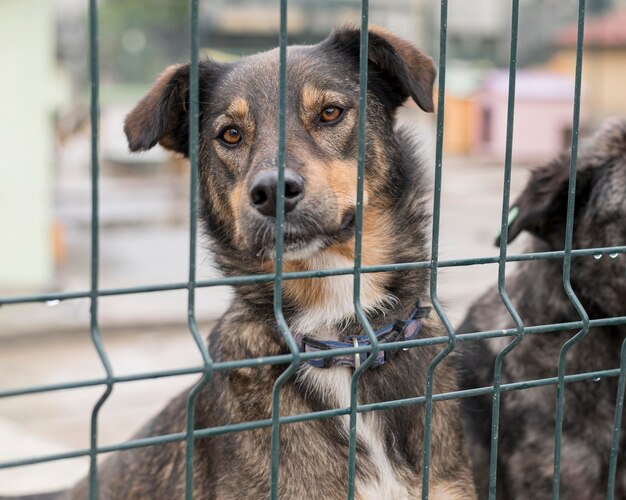 Adorable perro curioso detrás de la valla en el refugio