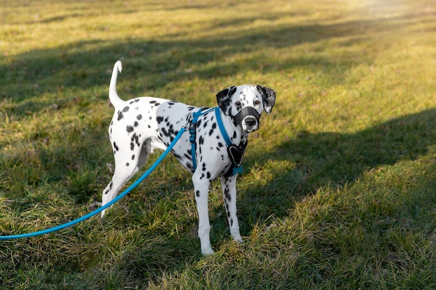 Adorable perro dálmata con bozal al aire libre