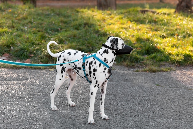 Adorable perro dálmata con bozal al aire libre