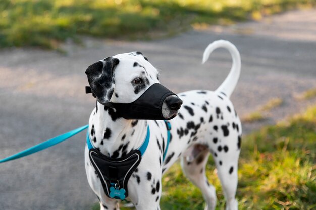 Adorable perro dálmata con bozal al aire libre