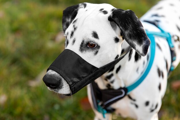 Adorable perro dálmata con bozal al aire libre