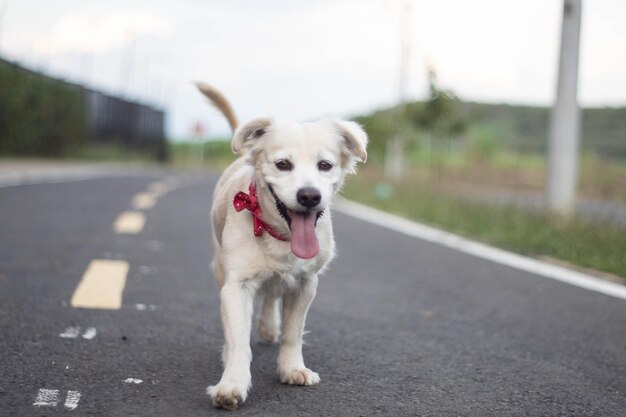 Adorable perro doméstico alegre con un collar de hebilla roja de pie en la carretera