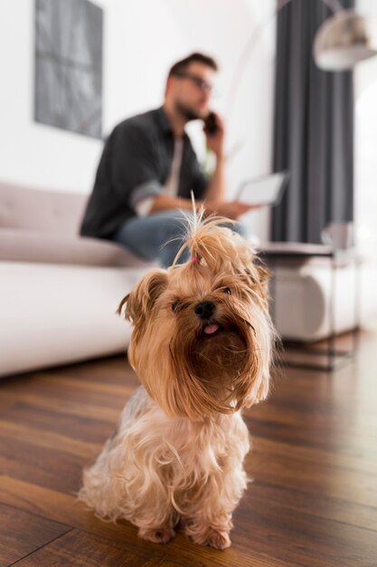 Adorable perro con dueño detrás