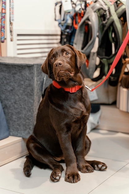 Adorable perro con dueño en la tienda de mascotas