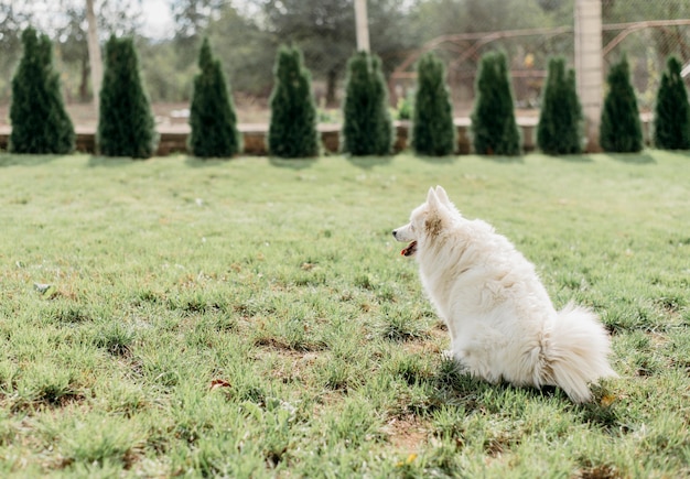 Adorable perro esperando dueño