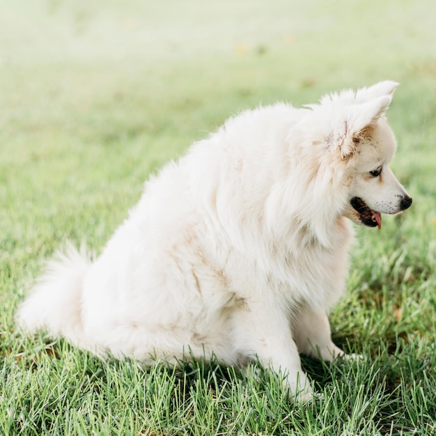 Adorable perro esperando golosinas