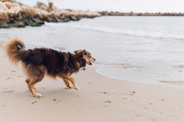 Adorable perro feliz de jugar en la playa.