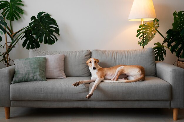 Adorable perro galgo en casa en el sofá