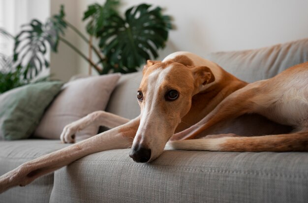 Adorable perro galgo en casa en el sofá