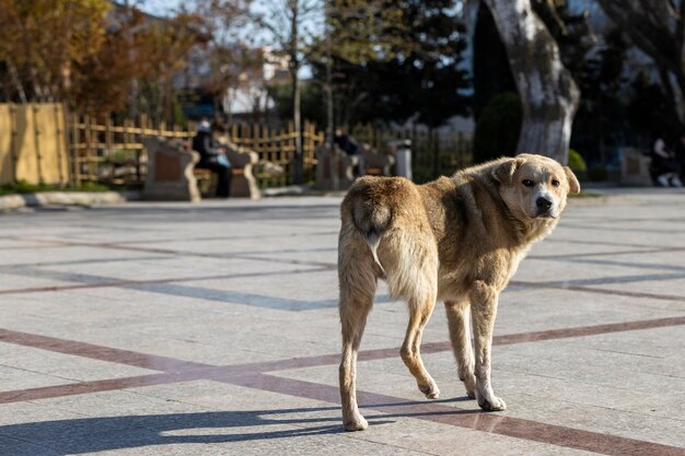 Adorable perro sin hogar caminando en la calle Foto de alta calidad