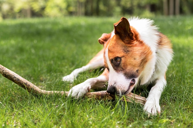 Adorable perro jugando en el parque