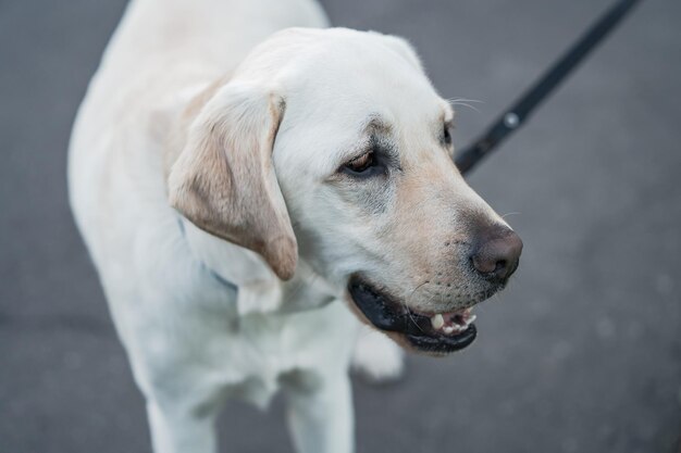 Adorable perro labrador con correa