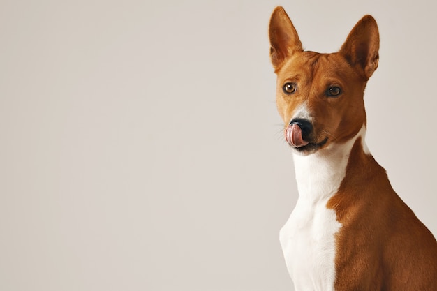 Foto gratuita adorable perro marrón y blanco lamiendo su nariz, cerrar aislado en blanco