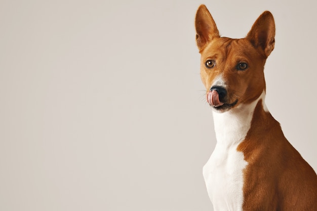 Adorable perro marrón y blanco lamiendo su nariz, cerrar aislado en blanco