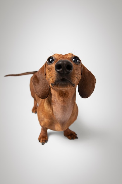 Adorable perro mirando hacia arriba en un estudio.