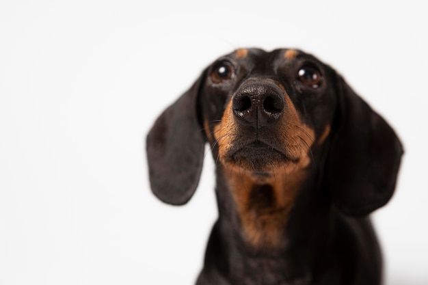 Adorable perro mirando hacia arriba en un estudio.