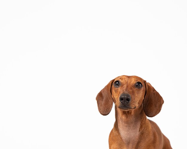 Adorable perro mirando hacia arriba en un estudio.