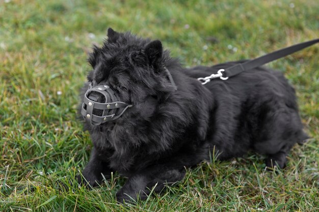 Adorable perro negro esponjoso con bozal al aire libre