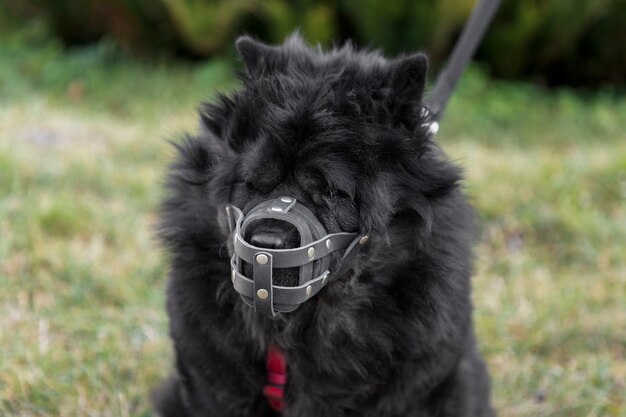 Adorable perro negro esponjoso con bozal al aire libre