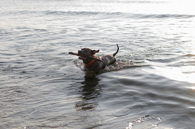 Foto gratuita adorable perro pitbull en el agua