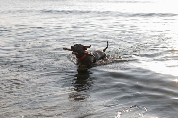 Adorable perro pitbull en el agua