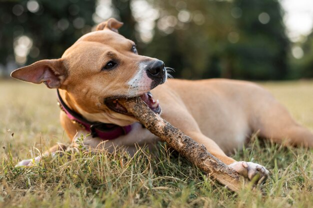 Adorable perro pitbull jugando en la hierba