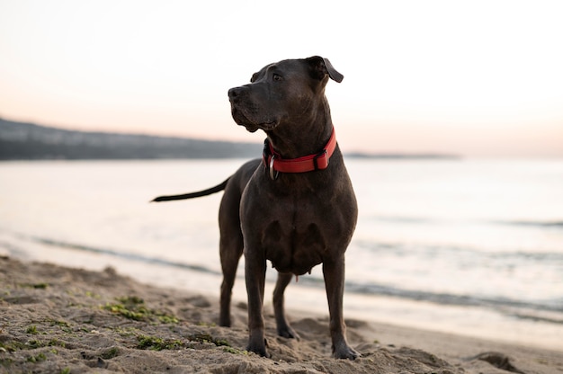 Adorable perro pitbull en la playa.