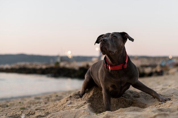 Adorable perro pitbull en la playa.