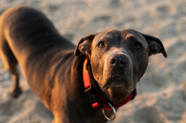 Adorable perro pitbull en la playa.