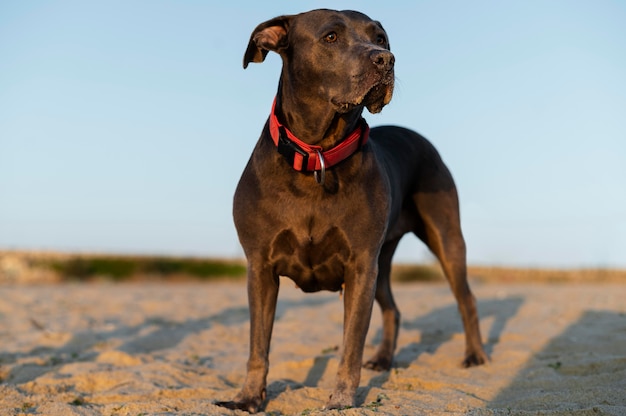 Adorable perro pitbull en la playa.