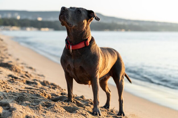 Adorable perro pitbull en la playa.