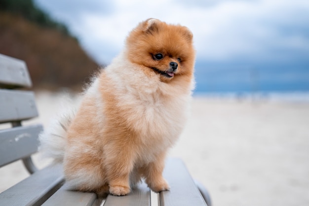 Adorable perro pomerania spitz sentado en un banco de madera en la playa
