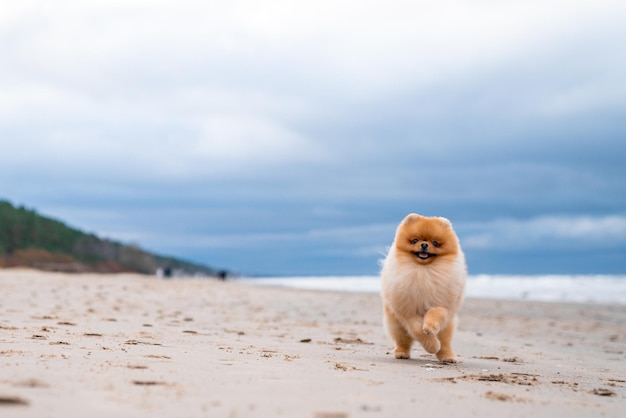 Adorable perro pomeranian spitz divirtiéndose y corriendo en la playa