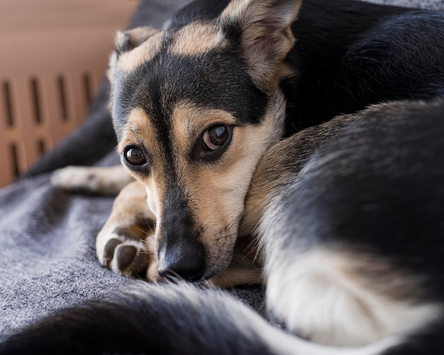 Adorable perro de primer plano tendido sobre una manta