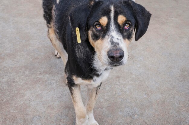 Adorable perro en refugio esperando ser adoptado por alguien