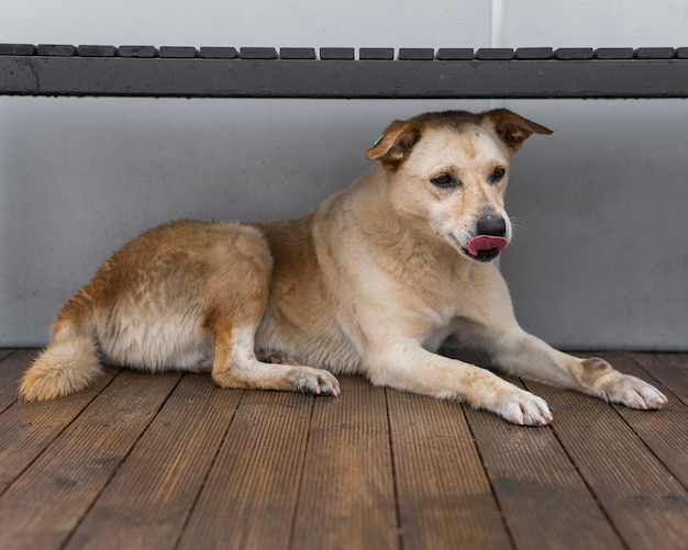 Adorable perro de rescate en un refugio esperando ser adoptado