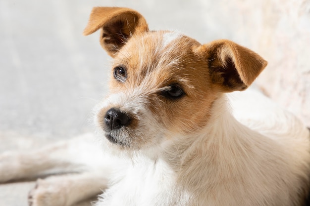 Adorable perro retrato alto ángulo